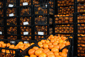 Апельсины с опасными личинками завезли из Египта в порт Новороссийска