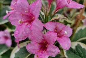 В Краснодарском крае начался посадочный сезон