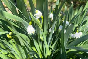 Цветы, спасенные во время олимпийской стройки в Сочи, распустились в саду Географического общества