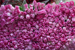 Где бесплатно посмотреть кино 8 марта в Краснодаре