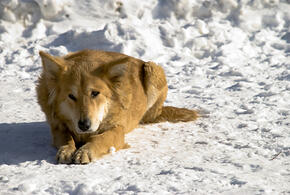 Неизвестный убил бродячую собаку в Краснодаре, полиция начала проверку