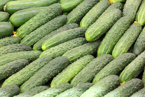О пользе огуречной воды рассказали врачи