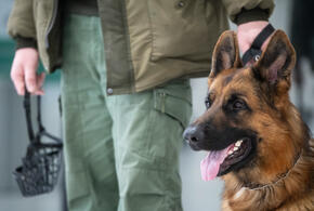 По факту нападения овчарки на 87-летнюю старушку в Адыгее возбудили уголовное дело