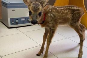 Сбитому возле Туапсе олененку нашли дом