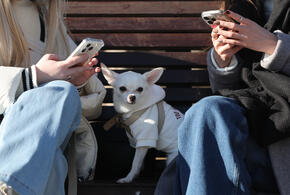 Срочно обновите Telegram, советуют в полиции Кубани