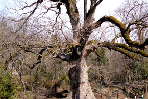 У 500-летнего дуба в Агое Туапсинского района укрепили корни и привели в порядок крону