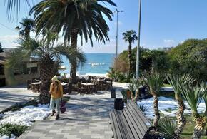 В холодных объятиях: ученые рассказали, переживут ли морозы экзотические растения в Сочи