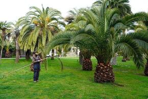 Вредители угрожают тысячам пальм в Сочи