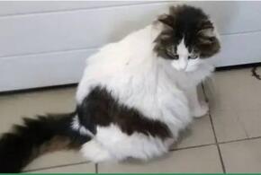 За толстого больного кота, который потерялся в Краснодаре, хозяева обещают 100 тысяч рублей 