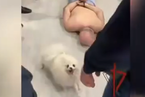 Бесстрашный шпиц оказал сопротивление силовикам при задержании своего хозяина