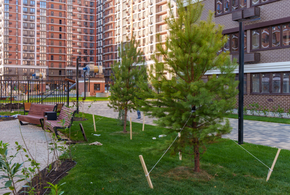 Сосны, березы, платаны, красные дубы, декоративные яблони украсили улицу Ивана Беличенко в шестой очереди микрорайона «Самолет»