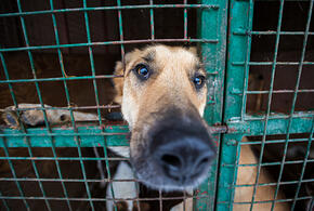 Как бороться с нападением собак на детей, рассказала уполномоченный по правам ребенка в Краснодарском крае