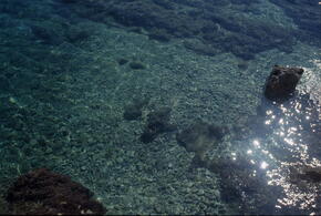 Кто будет главным на Земле, если вымрут люди, рассказали учёные