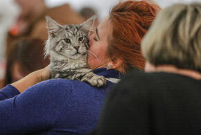 «Мы вынуждены забрать вашего котика»: мошенники стали выдавать себя за сотрудников жилищной инспекции