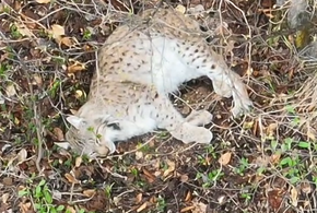 На Кубани удалось сфотографировать одного из самых редких хищников, обитающих в регионе