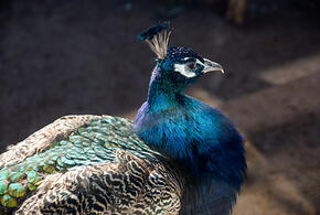 Павлинов в парк Галицкого в Краснодаре не привезут