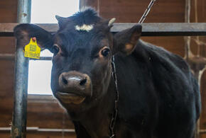 Передаётся ли через молоко и мясо лейкоз, которым заразились коровы на Кубани