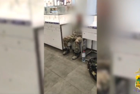 Представил себя героем боевиков: в Анапе бомж пошёл на грабёж ювелирного магазина 