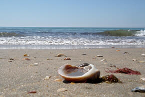 В Азовском море неожиданно расплодился моллюск-деликатес