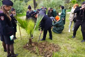 В Дендрарии Сочи создали мемориал Великой Победы из пальм