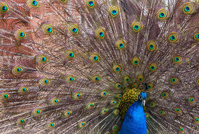 В парк Галицкого в Краснодаре заселили несколько десятков экзотических птиц