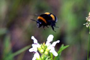 В России шмелей-мигрантов заменили отечественными