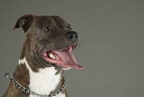 В Сочи два стаффорда искусали пенсионерку