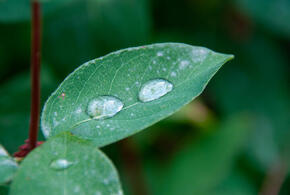 До 26 градусов: о погоде 7 мая в Краснодарском крае