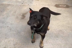 Как содержатся собаки в муниципальном приюте под Краснодаром, показали власти