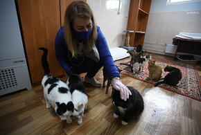 Кошек можно больше не бояться: лекарство для аллергиков придумали российский учёные