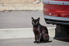 Коту-иностранцу запретили покидать таможенную зону в Новороссийске