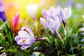 Любители весенних фото топчут крокусы в парке Галицкого