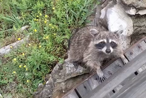 «Может напасть»: об опасных диких животных рассказали жителям Сочи и туристам