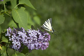 Тепло, но дождливо: о погоде 2 мая в Краснодарском крае