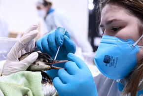 В Анапе закроют центр помощи птицам, пострадавшим от разлива мазута