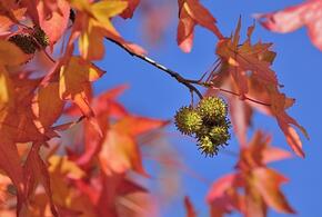 В парке Галицкого в Краснодаре на дереве появились «ведьмины колючки»