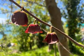 В Сочи распустилось растение, которое может радикально менять свой цвет 