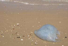 Эксперт назвал неочевидную опасность нашествия медуз на кубанских курортах