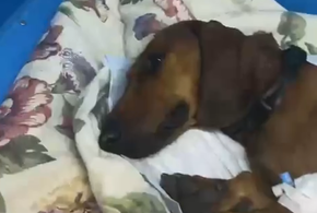 В Музыкальном микрорайоне в Краснодаре маргиналы сбросили собаку с пятого этажа