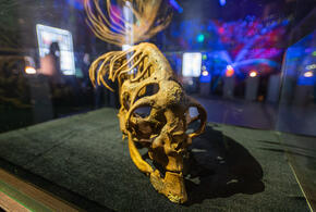 Археологи нашли череп древнейшего человека, находка заставила учёных пересмотреть историю