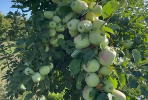 Бизнесмен из Усть-Лабинска Дерипаска показал урожай яблок