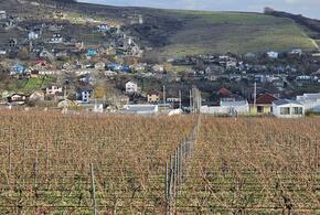 Черноморская винная неделя в Краснодарском крае пройдет в формате народного фестиваля