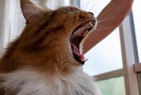 Что делает зевок с человеком: интересные процессы в вашем организме