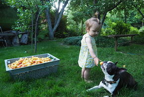 Это может убить вашего друга: названы самые опасные для собак продукты 