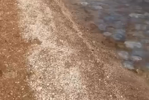 «Гниющий кисель»: побережье в Темрюкском районе Краснодарского края заполонили медузы