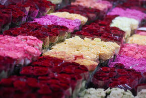 Эффективные способы, которые помогут растениям 