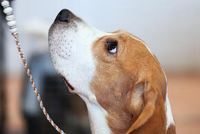 Люди задыхаются от запаха трупных ядов: в «Немецкой деревне» в Краснодаре жильцы в подъезд выставили клетку с мертвым животным