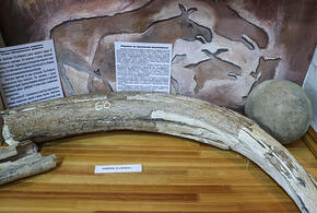 На Кубани палеонтологи нашли кости древних животных, одно из них – мамонт