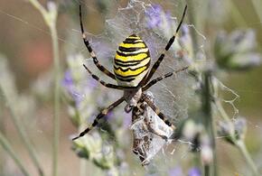 Сады жителей Новороссийска атакуют пауки-осы