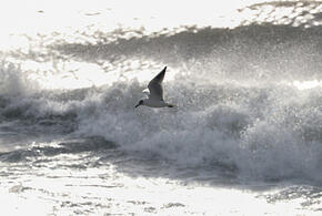 Суровый адлерский опыт: страховщики назвали самые опасные курорты России